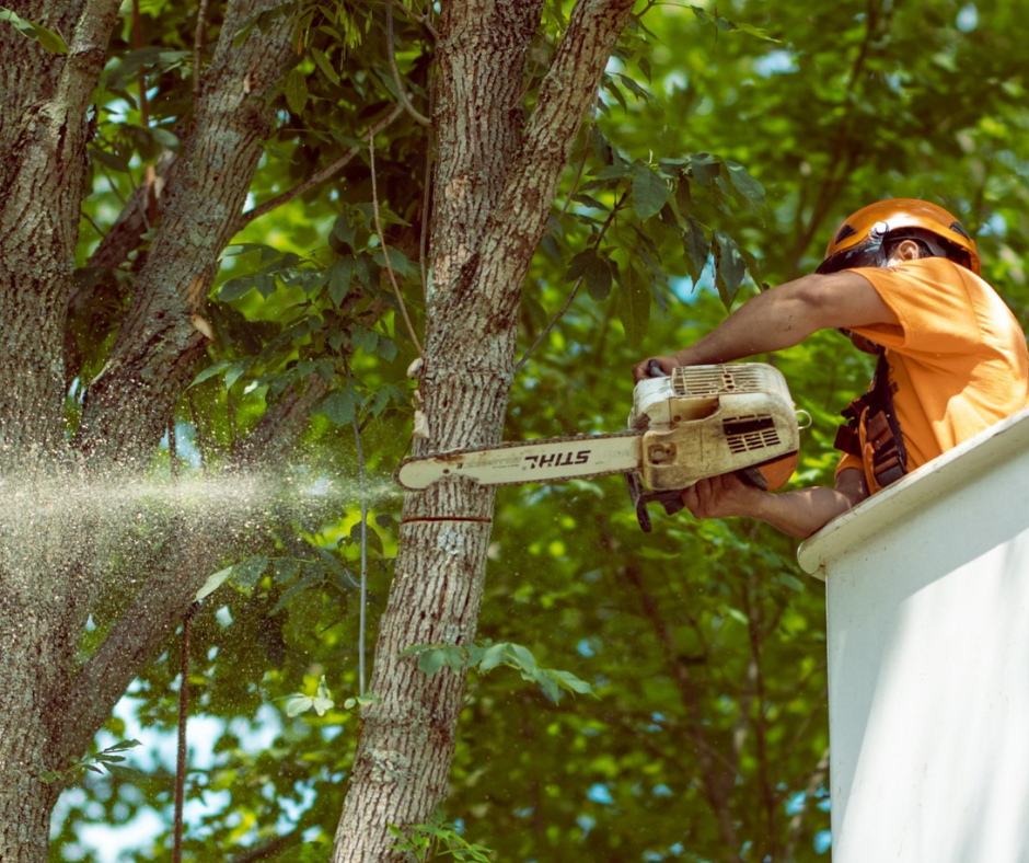 Worker in bucket lift cutting a tree branch with a chainsaw